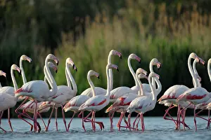 Dance: Greater Flamingo