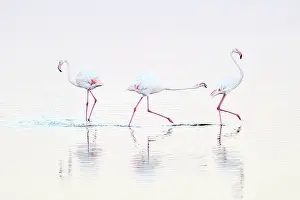 Phoenicopteridae: Greater Flamingo