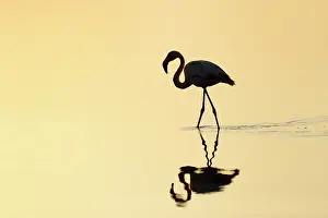 Filter: Greater Flamingo