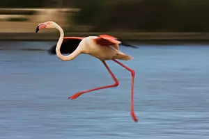 Swift: Greater Flamingo