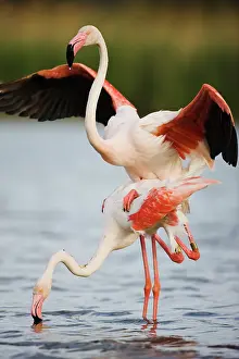 Reproduce: Greater Flamingo