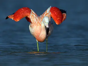 Veluwemeer: Greater Flamingo