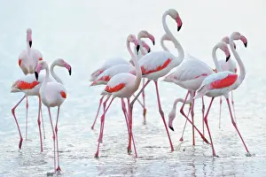 Phoenicopteridae: Greater Flamingo