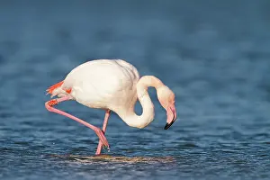 Veluwemeer: Greater Flamingo
