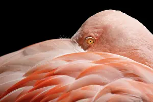 Migrants: Greater Flamingo