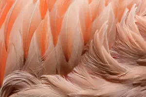 Migrants: Greater Flamingo