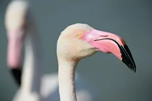 Phoenicopteridae: Greater Flamingo
