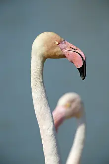 Phoenicopteridae: Greater Flamingo