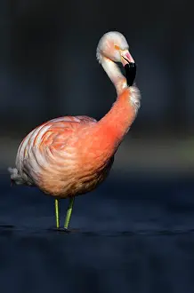 Veluwemeer: Greater Flamingo