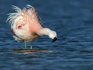 Veluwemeer: Greater Flamingo