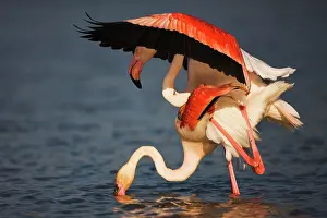 Reproduce: Greater Flamingo