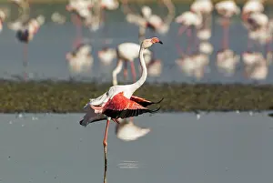 Drying: Greater Flamingo