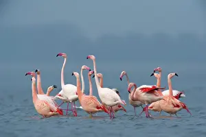 Roseus: Greater Flamingo