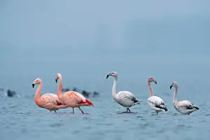 Roseus: Greater Flamingo