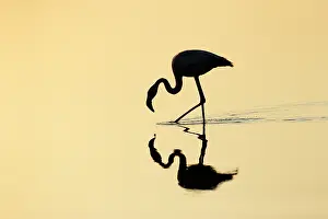Camargue: Greater Flamingo