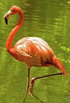 Everglades: Greater Flamingo