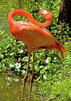 Everglades: Greater Flamingo
