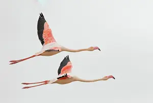 Color Photo: GREATER FLAMINGO