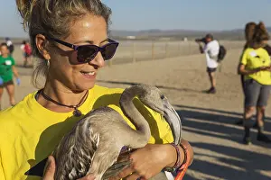 Piedra: Greater Flamingo - apparently relaxed and cheeky
