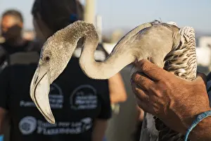 Piedra: Greater Flamingo - apparently relaxed immature in