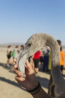 Piedra: Greater Flamingo - apparently relaxed immature in