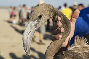 Piedra: Greater Flamingo - apparently relaxed immature in