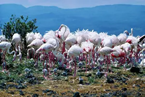 Creche: Greater FLAMINGO - Breeding colony