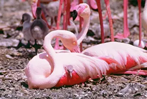 George Hilton Brown: Greater FLAMINGO - with chick