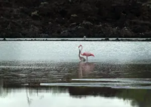 Floreana: Greater Flamingo and chick