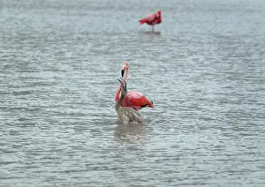 Floreana: Greater Flamingo with chick