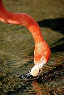 Flamingoes: Greater Flamingo drinking