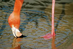 Webbed: Greater Flamingo drinking