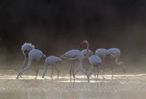 Piedra: Greater Flamingo - feeding at a cold and misty