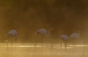Piedra: Greater Flamingo - feeding at a cold and misty