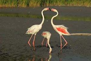 Flighting: Greater Flamingo - feeding and fighting