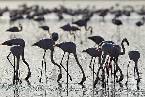 Piedra: Greater Flamingo - feeding by filtering the water