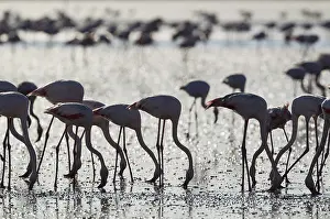 Piedra: Greater Flamingo - feeding by filtering the water