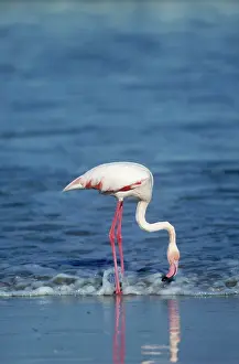 Ingrid Van Den Berg: Greater FLAMINGO - feeding in water