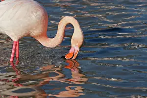 Filters: Greater Flamingo - Filters water for food
