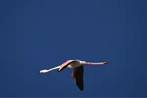 Flamingoes: GREATER FLAMINGO - in flight