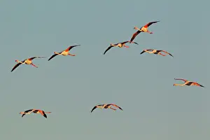 Flamingos: Greater Flamingo - in flight