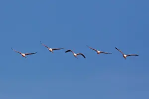 Flamingos: Greater Flamingo - in flight