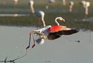 Taking: Greater Flamingo - in flight