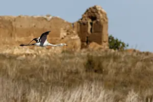 Mancha: Greater Flamingo - in flight - Ciudad Real, Castilla