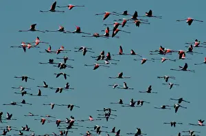 Hayden Oake: Greater Flamingo - Flock in flight