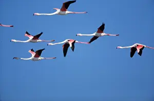 Flamingoes: GREATER FLAMINGO - flock in flight