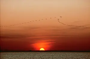 Flamingoes: GREATER FLAMINGO - Flock flying over water in V