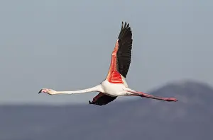 Piedra: Greater Flamingo - flying at the Laguna de Fuente