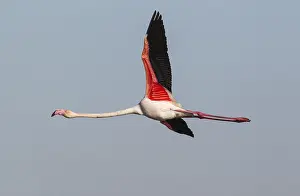 Piedra: Greater Flamingo - flying at the Laguna de Fuente