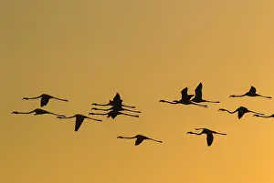 Piedra: Greater Flamingo - flying at sunset at the Laguna